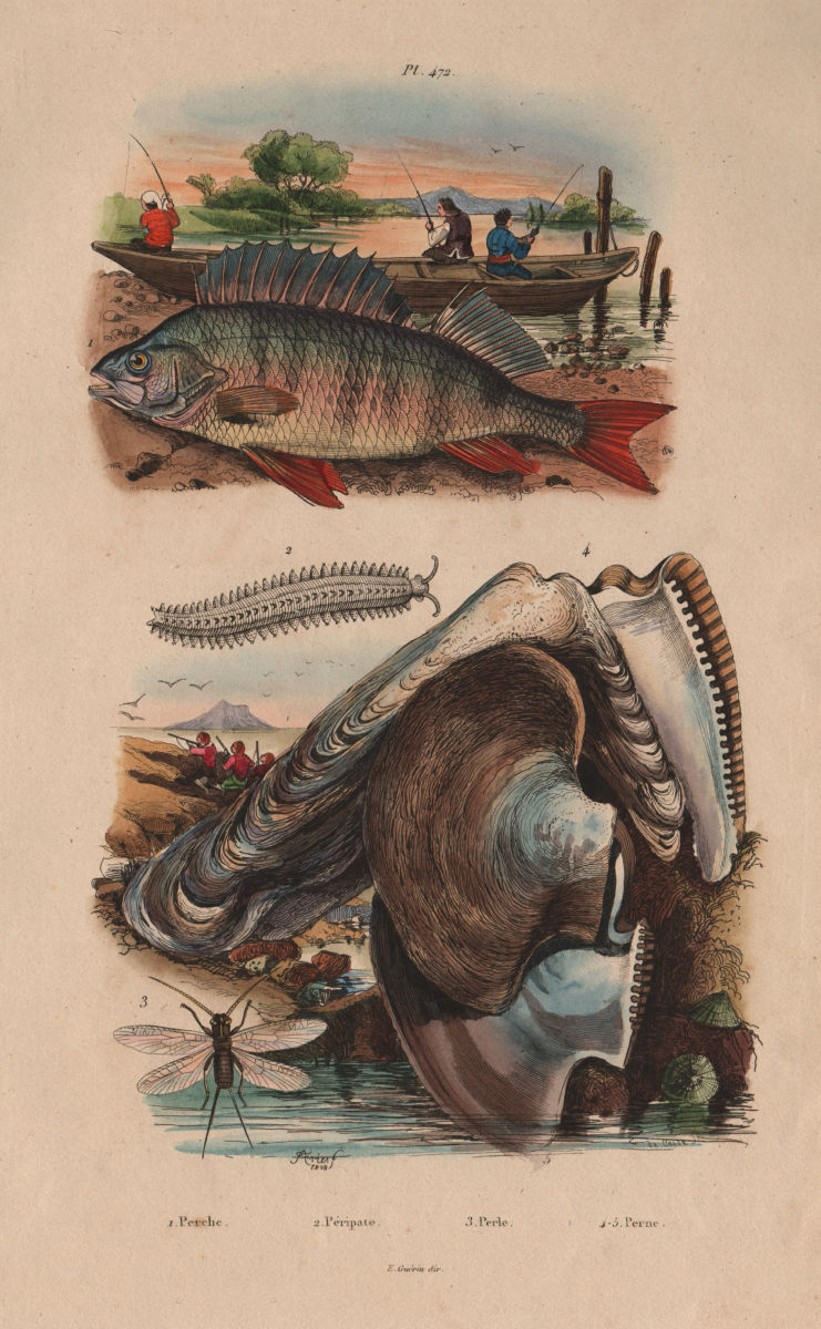 Perche (Perch). Péripate (Velvet worm). Stonefly. Perna (Brown Mussel) 1833