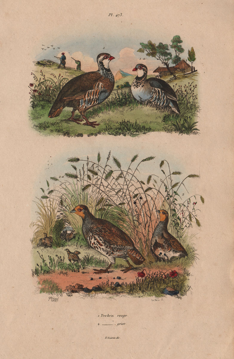 Perdrix Rouge (Red-Legged Partridge). Perdrix Grise (Gray Partridge) 1833