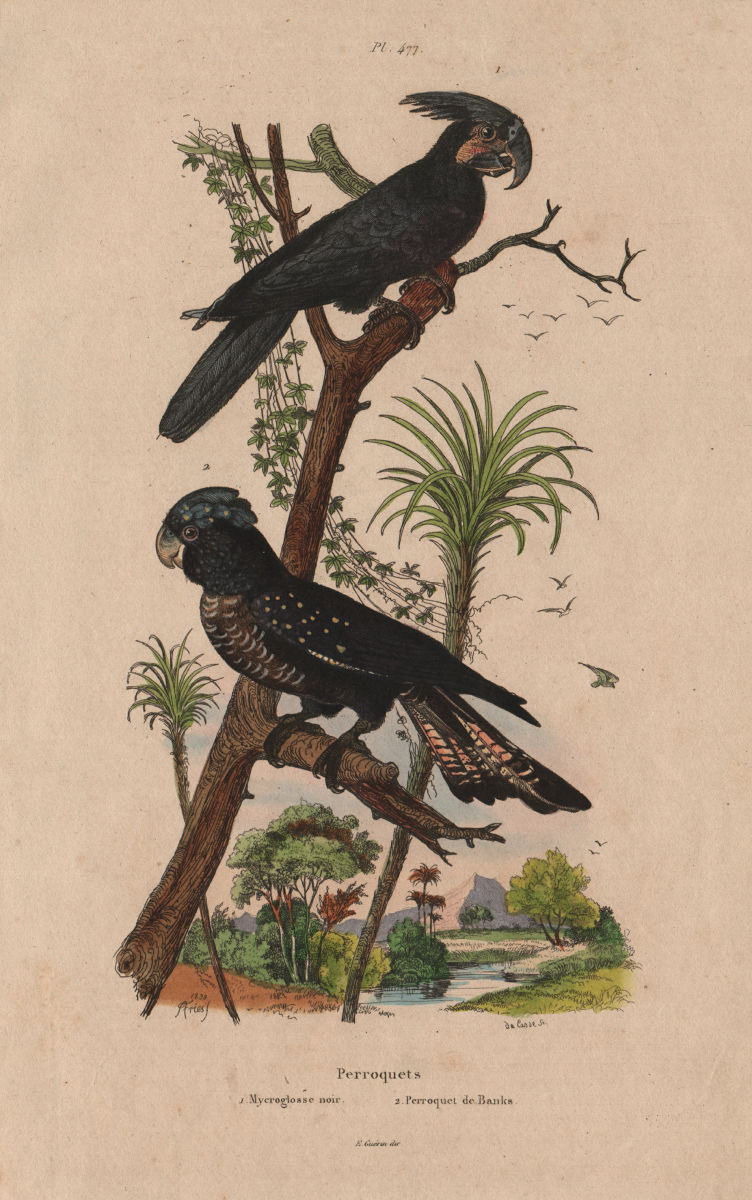 COCKATOOS Mycroglosse noir (Palm Cockatoo). Banks' Black Cockatoo.Perroquet 1833