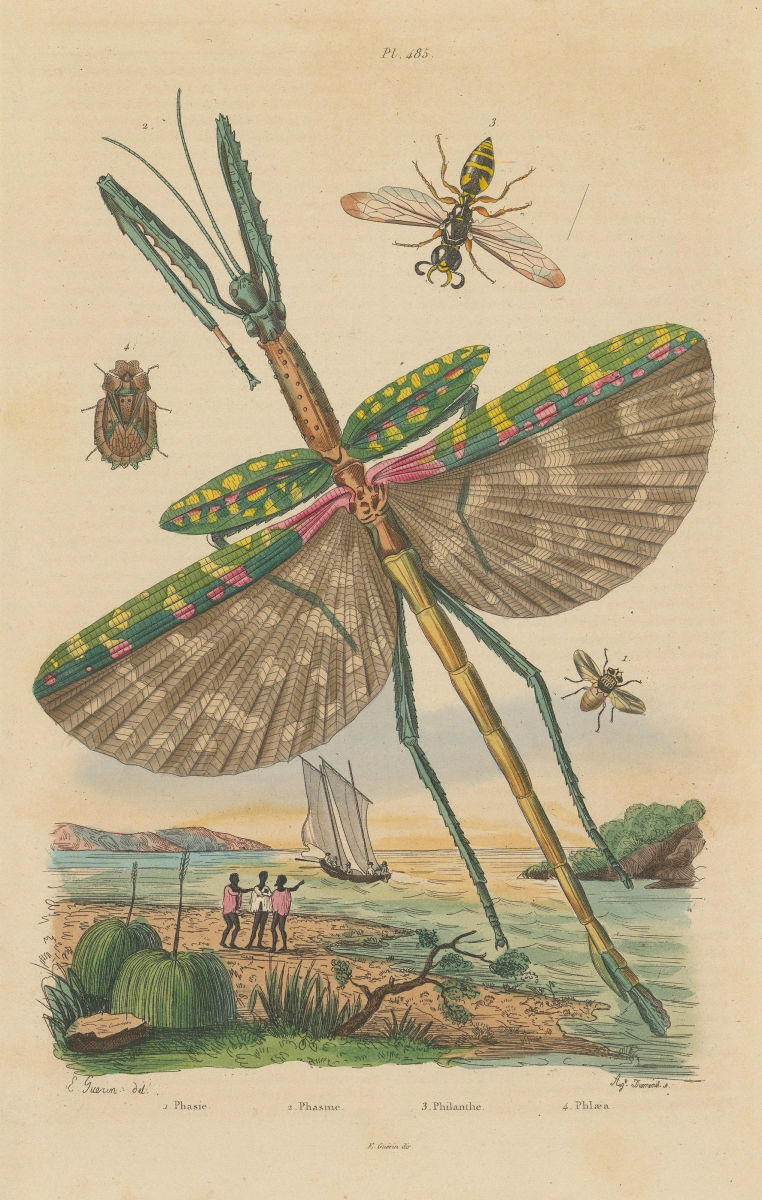 Phasia (Tachinid fly). Phasme (Stick Insect). Philanthus (European Beewolf) 1833