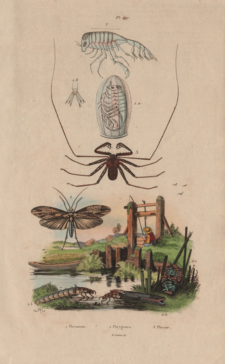 Phronime (Phronima). Phryganes (Caddisflies). Phryne (Whip Spider) 1833 print