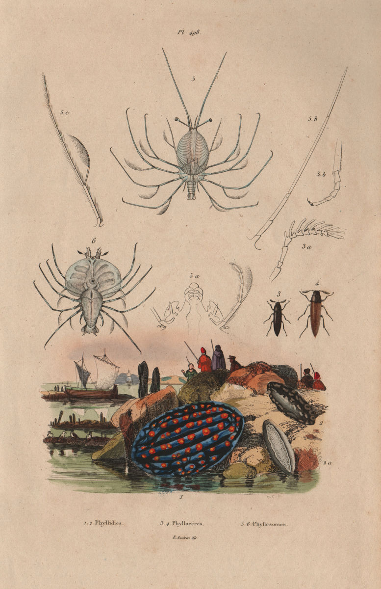 SEA LIFE. Phyllidia (Nudibranch). Phyllocères. Phyllosoma (Lobster larva) 1833