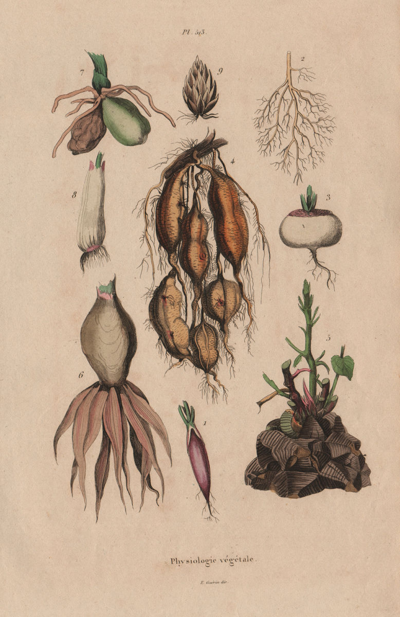 PLANT ROOTS. Physiologie Végétale 1833 old antique vintage print picture