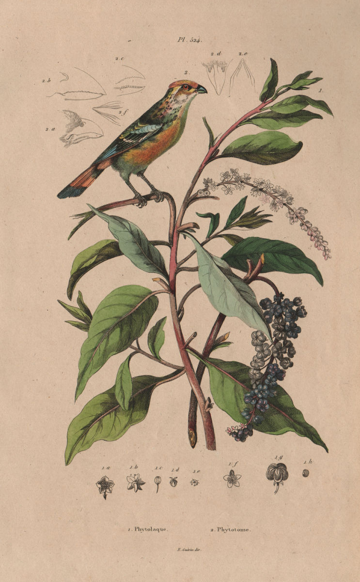 PLANTS. Phytolaque (Pokeweed). Phytotoma (Rufous-tailed Plantcutter) 1833