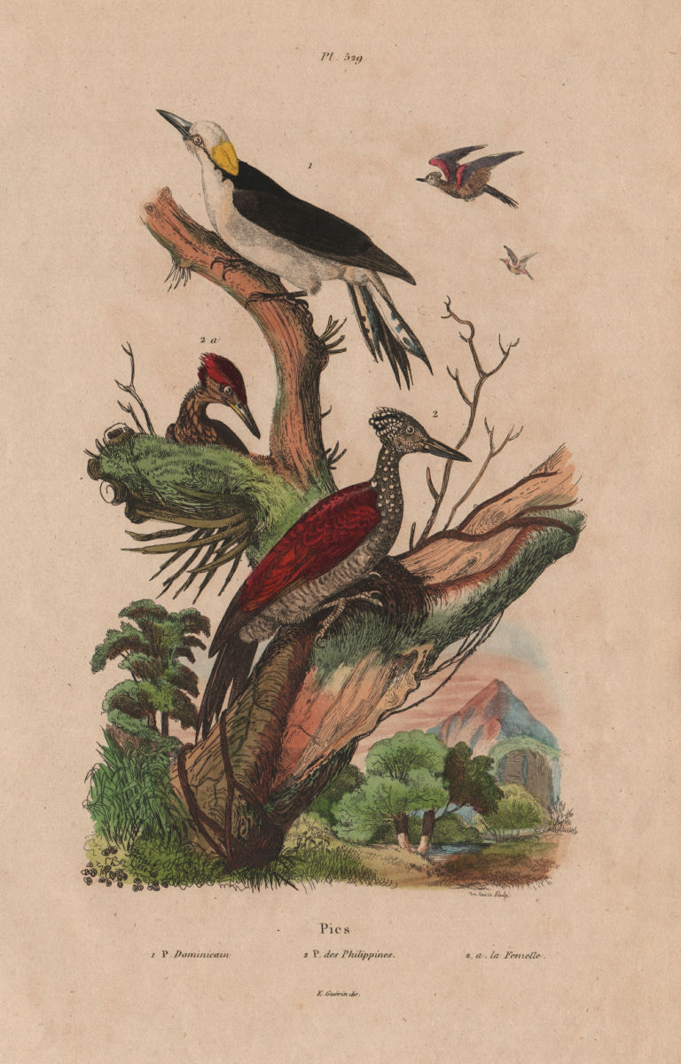 Dominican/white woodpecker. Chrysocolaptes lucidus - Greater Flameback 1833