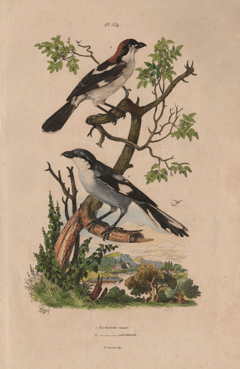 Pie-Grièche à tête rousse/méridionale (Southern Grey & woodchat shrikes) 1833