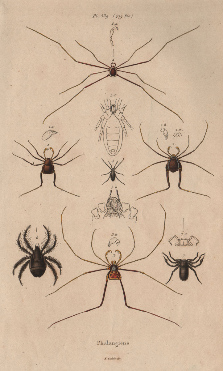 BIOLOGY. Phalangiens (Spider Crabs) I 1833 old antique vintage print picture
