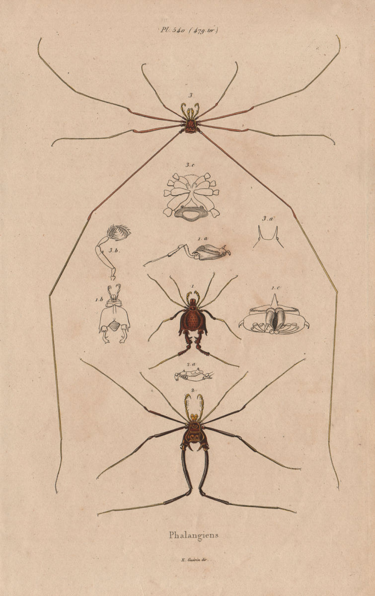 BIOLOGY. Phalangiens (Spider Crabs) II 1833 old antique vintage print picture