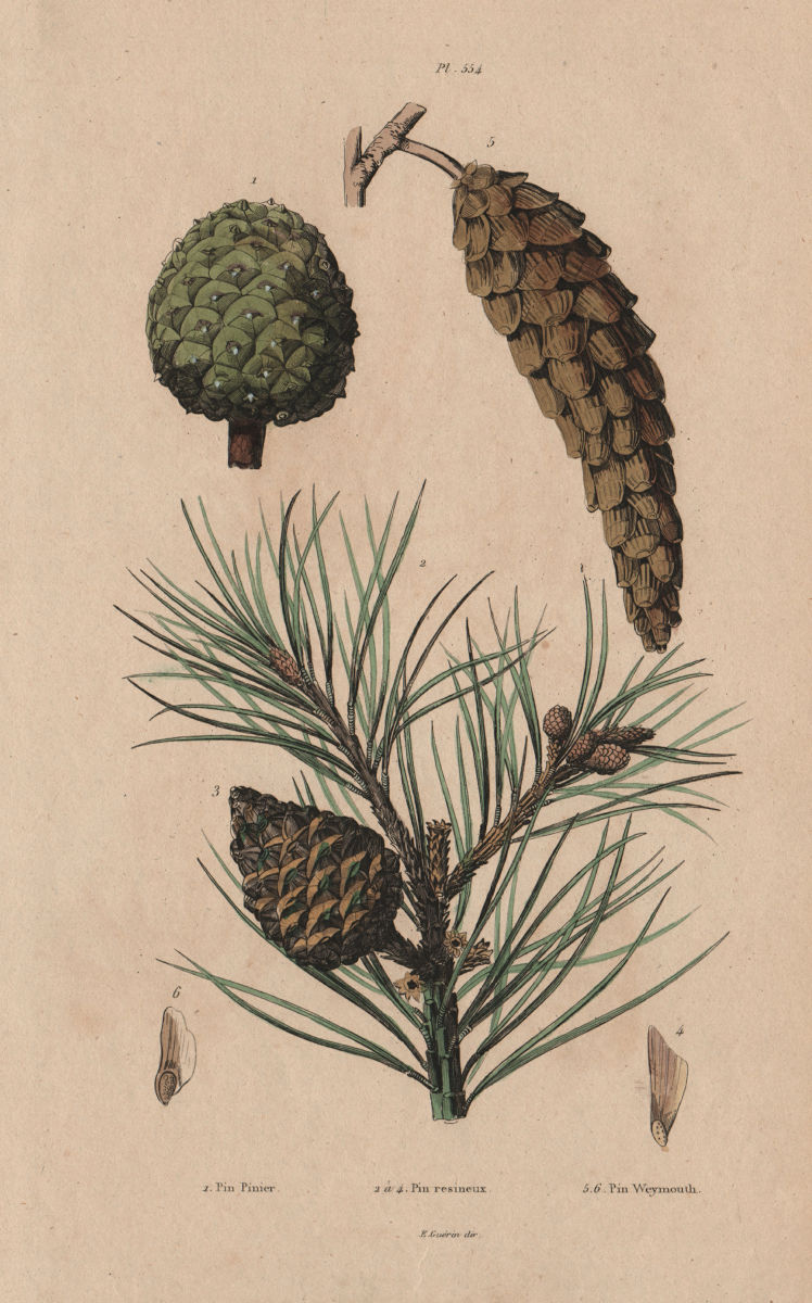 PINE TREE CONES Pinus pinea/resinosa/strobus (Italian stone/red/white pine) 1833