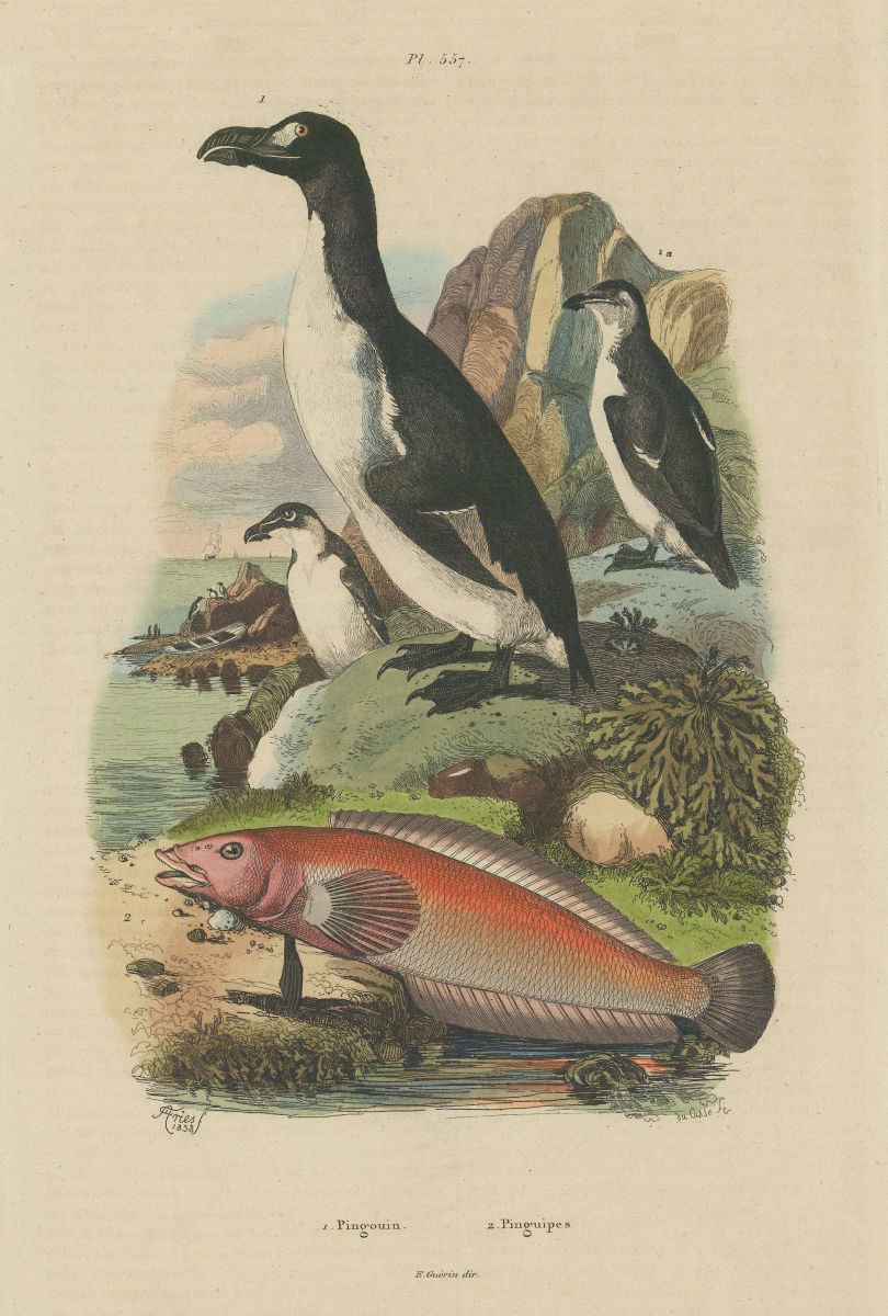 ANIMALS. Pingouin (Penguin). Pinguipedidae (Sandperch) 1833 old antique print