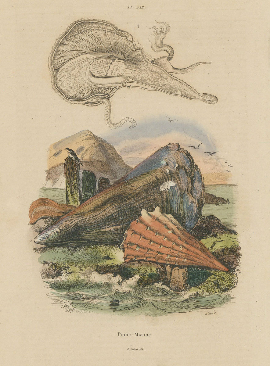 MOLLUSCS. Pinne Marine (Atrina/Ham Sea) 1833 old antique vintage print picture