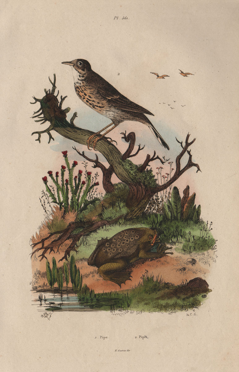 ANIMALS. Pipa (Surinam toad). Pipit bird 1833 old antique print picture