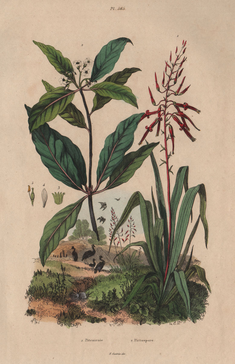 PLANTS. Pitcairnia. Pittospore (Pittosporum) 1833 old antique print picture
