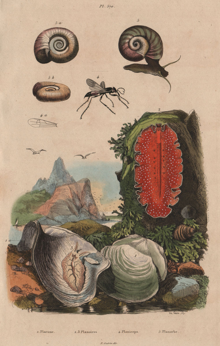 Windowpane oyster. Planarian. Aporus planiceps (Spider wasp). Planorbella 1833