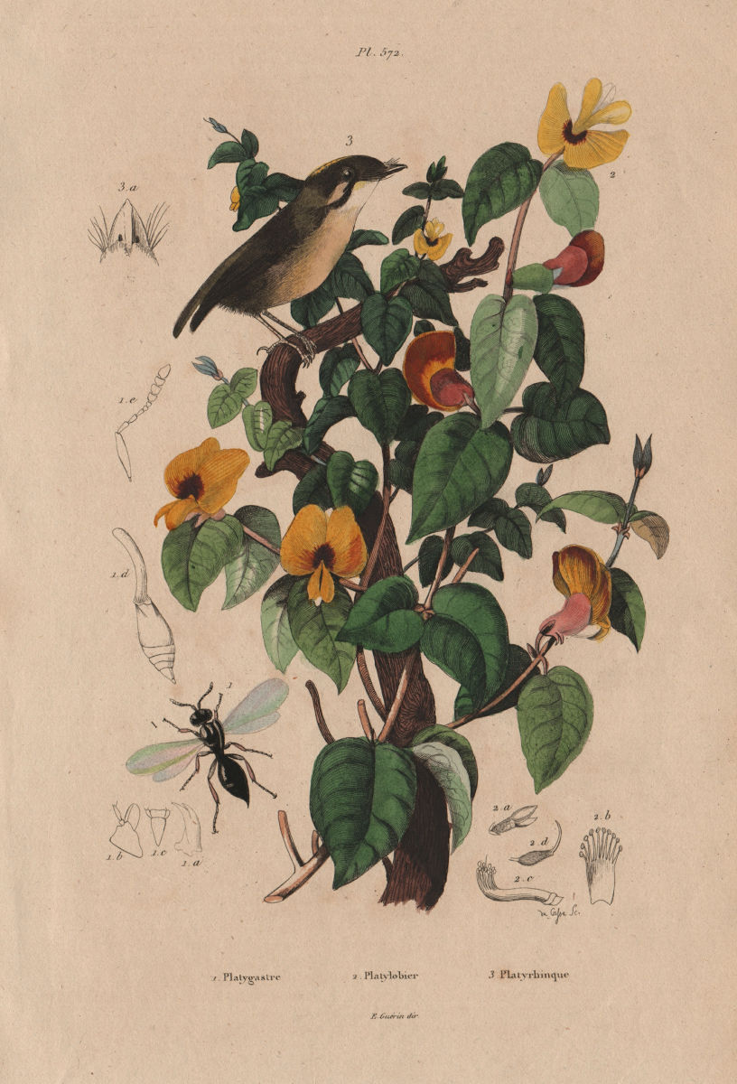 Associate Product Platygaster robiniae. Platylobium plant. Platyrhinque (Flycatcher) 1833 print