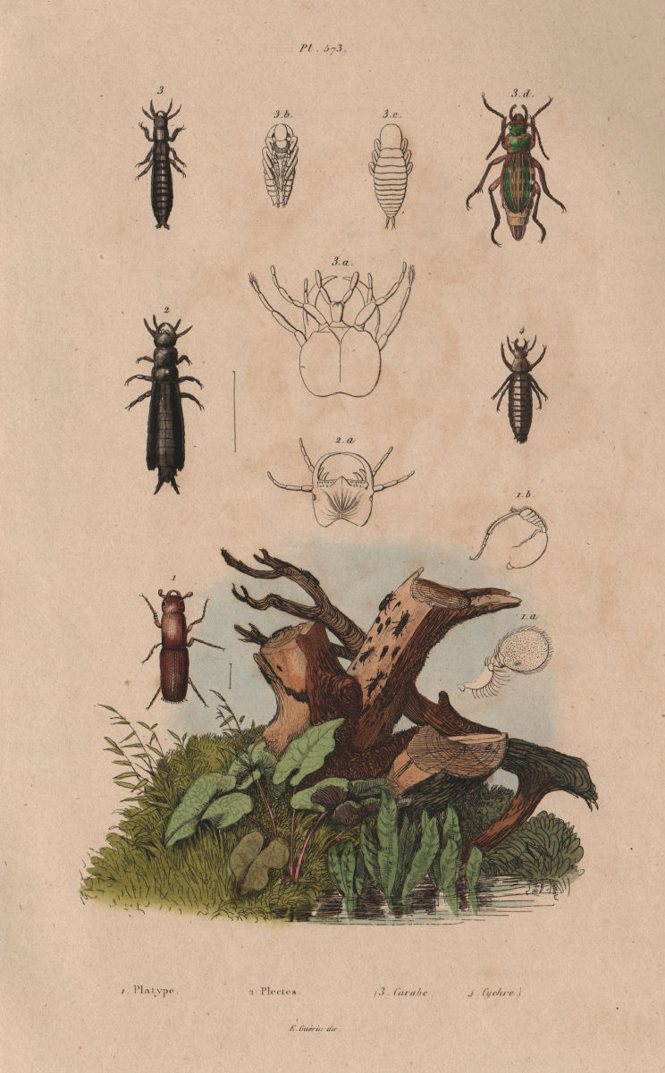 BEETLES. Platypus cylindrus (oak pinhole borer). Plectes. Carabus. Cychrus 1833