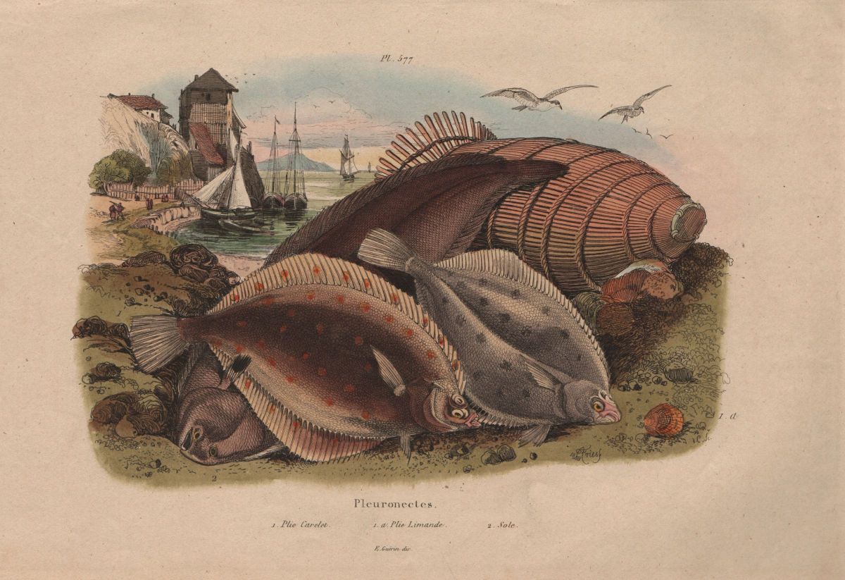 RIGHT-EYE FLOUNDER FISH. European Plaice. Common dab/Limanda limanda. Sole 1833