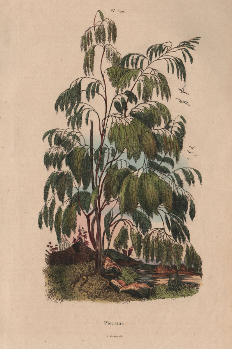 FLOWERING PLANTS. Plocama. Rubiaceae 1833 old antique vintage print picture