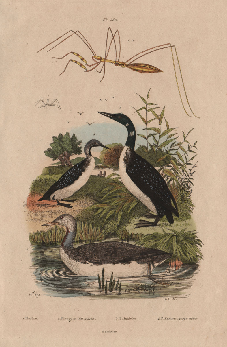 Thread-legged bug. Red-throated, Great Northern & Black-throated Loons 1833