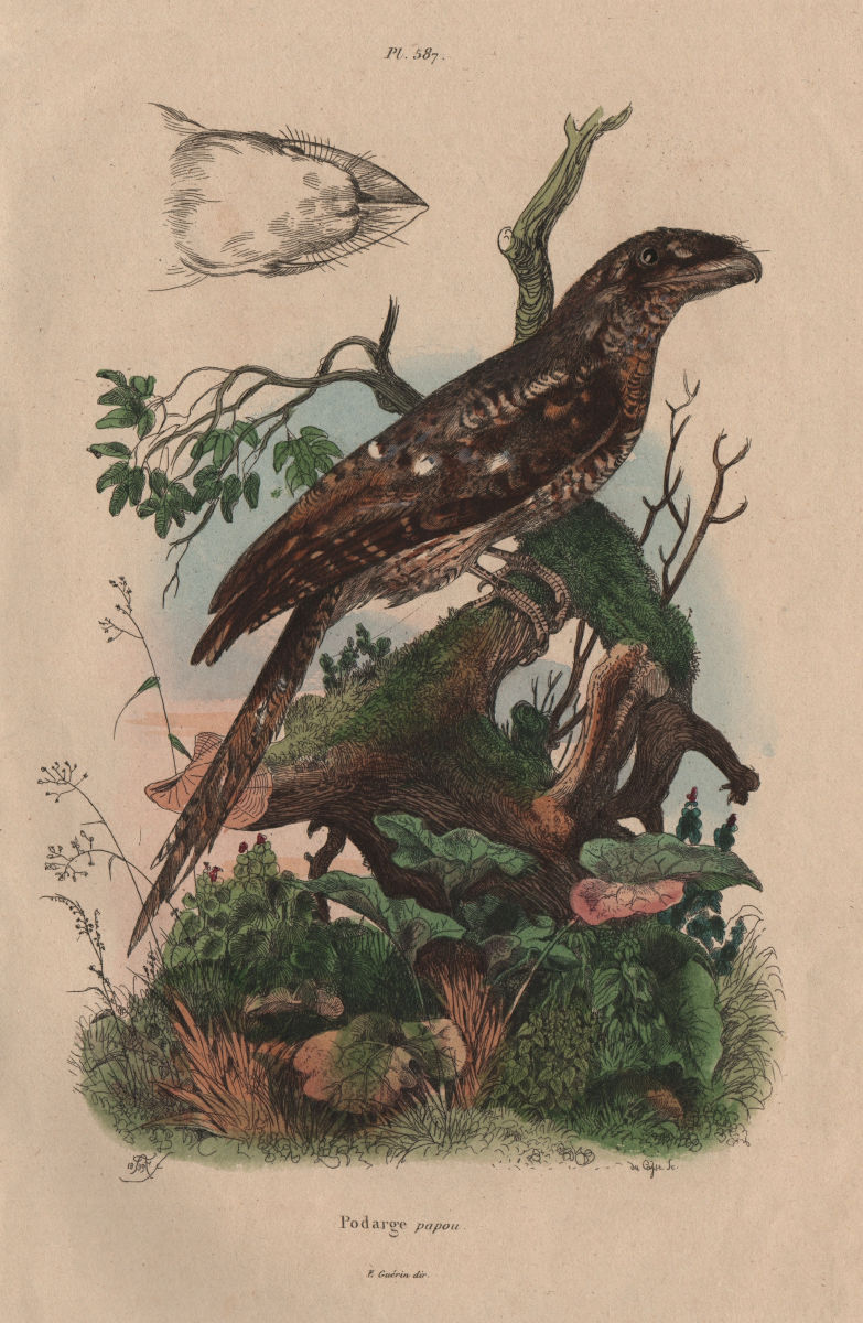 BIRDS. Podarge Papou (Papuan Frogmouth) 1833 old antique vintage print picture