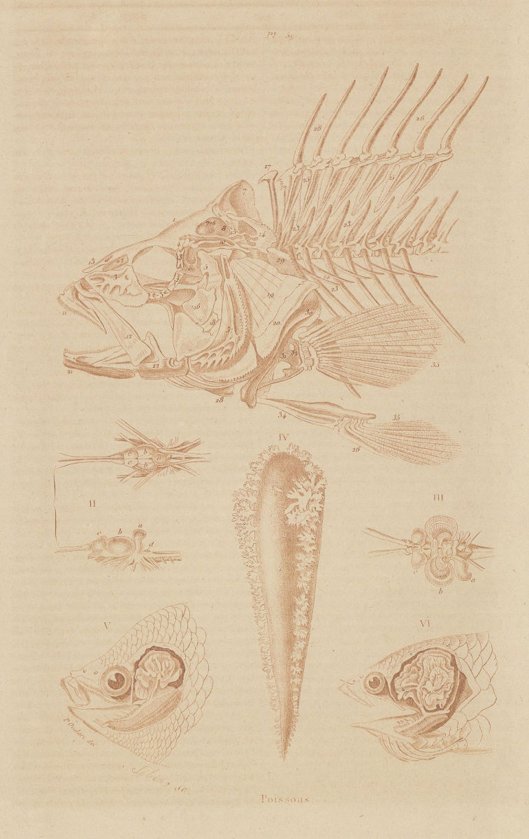 FISH. Poissons. Skeleton & organs 1833 old antique vintage print picture