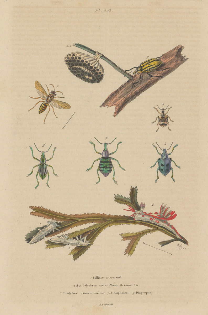 INSECTS. Polistes gallicus (paper wasp). Polycères. Polydius bugs 1833 print
