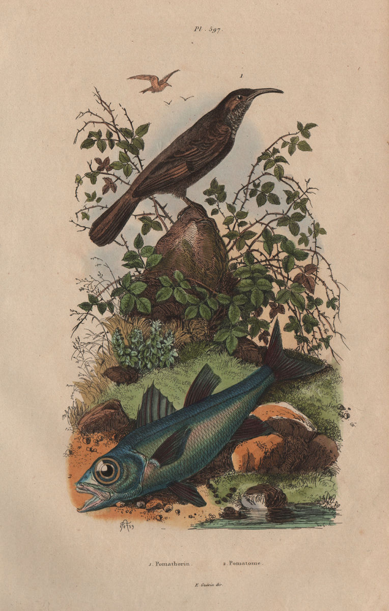 Pomathorin (Scimitar Babbler). Pomatomus (Bluefish) 1833 old antique print