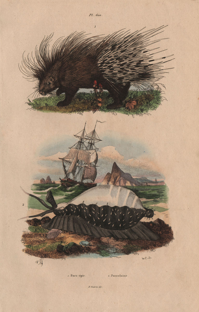 ANIMALS. Porc-Épic (Porcupine). Porcelain mollusc 1833 old antique print
