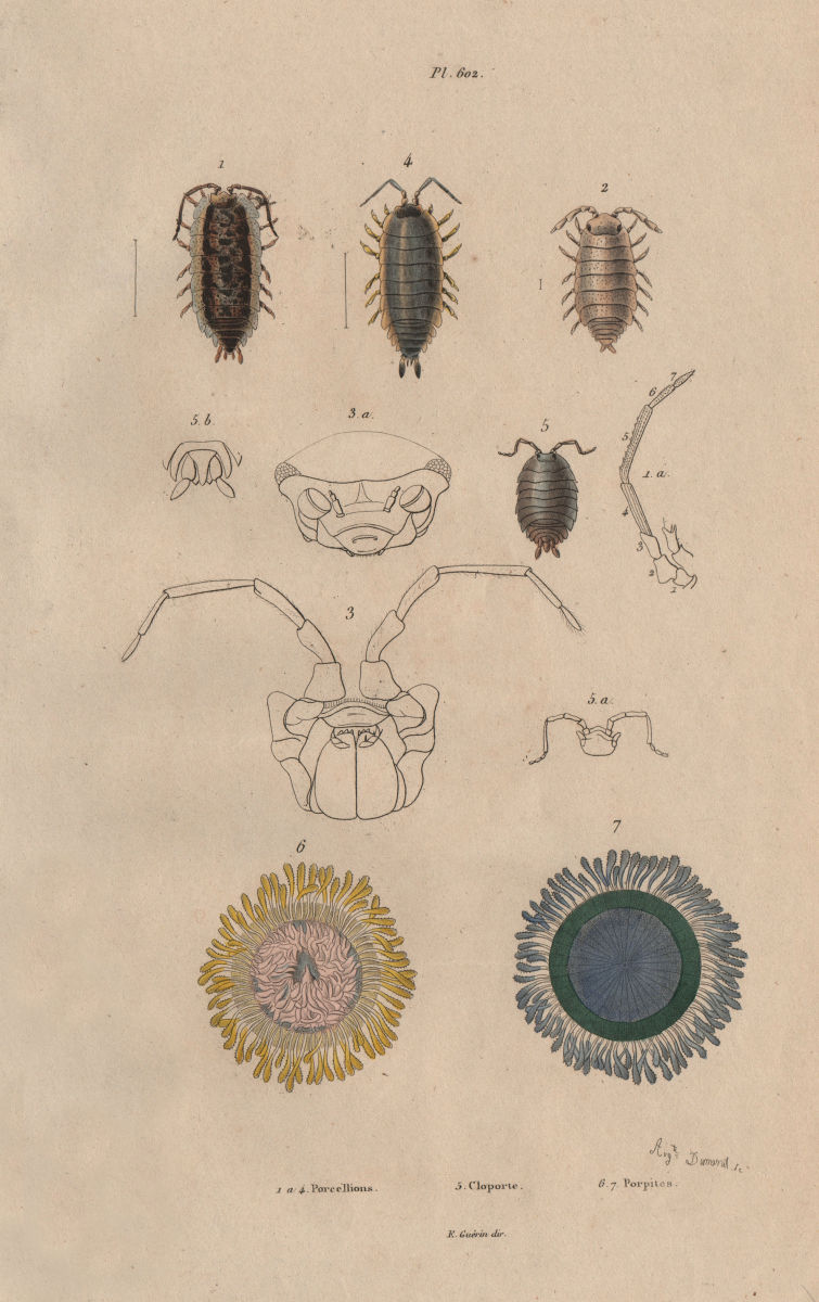 Porcellio (woodlice). Cloporte (Woodlouse). Porpitids hydrozoans Porpitidae 1833