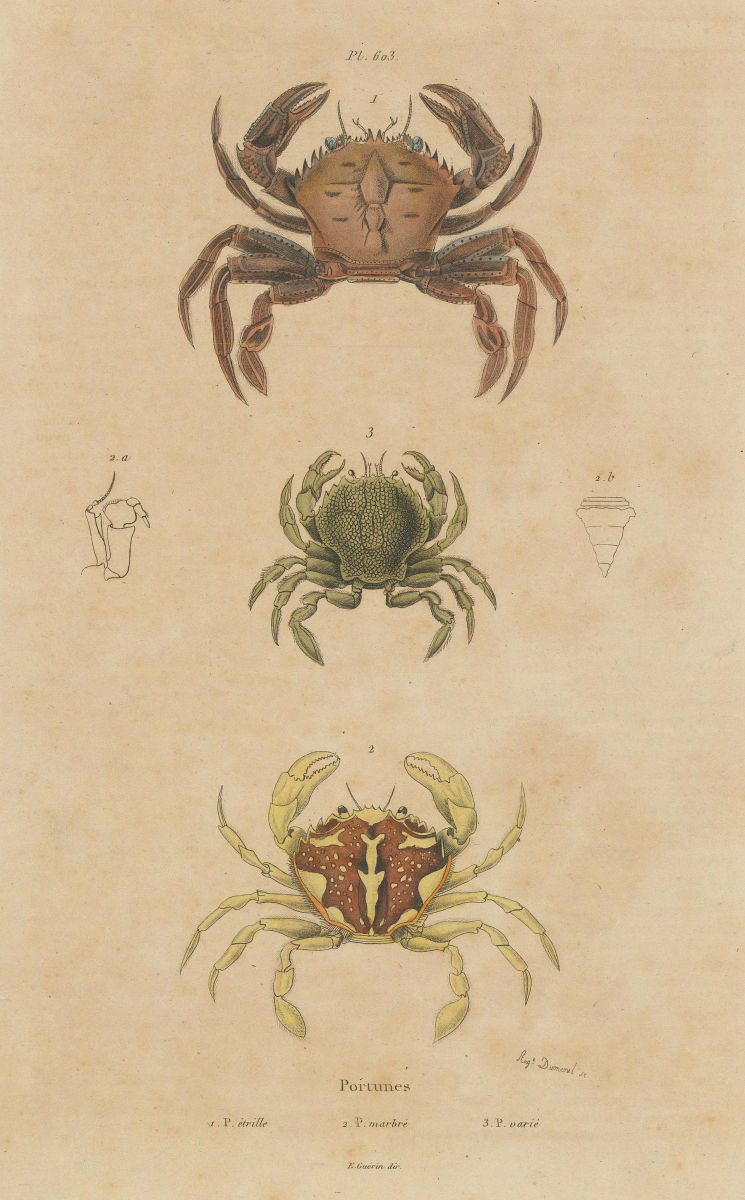 PORTUNUS CRABS. Velvet crab. Marbled swimming crab.Charybdis variegata 1833