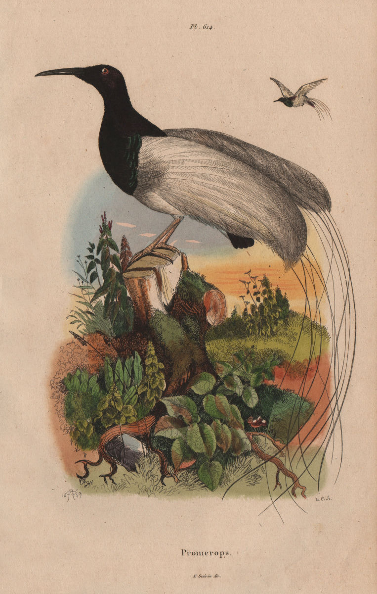 BIRDS. Promerops (Sugarbird) 1833 old antique vintage print picture