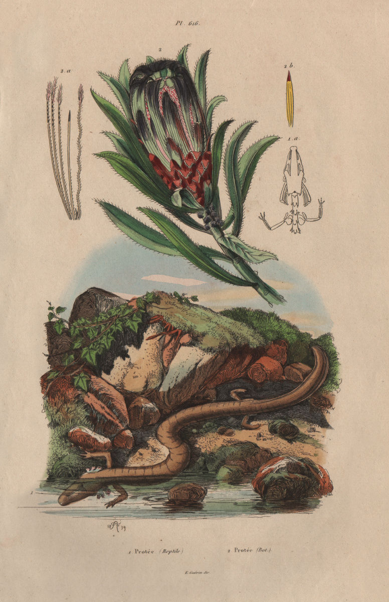 Proteus (Olm) reptile. Protea (sugarbush) 1833 old antique print picture