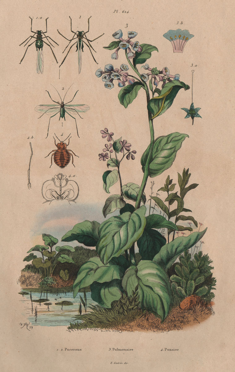 Associate Product Pucerons/aphids.Pulmonaria/lungwort.Pulmonaire/pulmonary.Punaise/shield bug 1833
