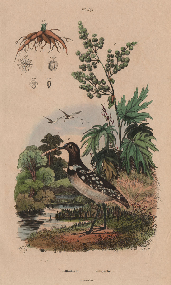 BIRDS. Rhubarbe (rhubarb). Rhynchée (Snipe) 1833 old antique print picture