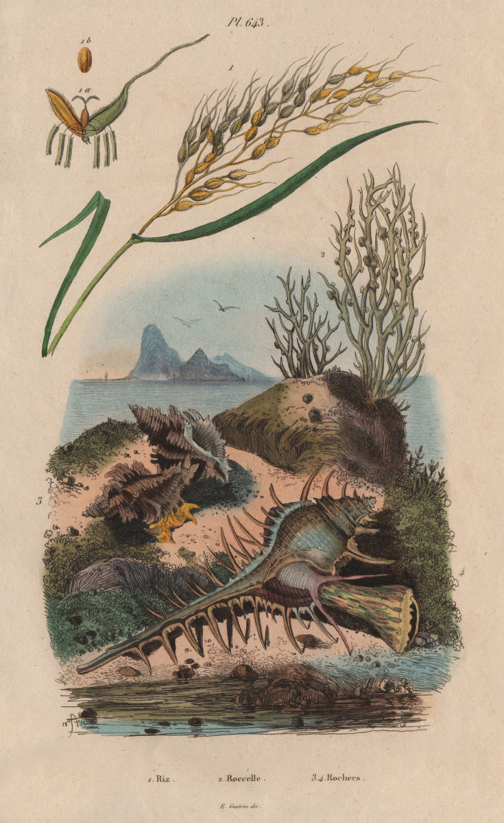 Riz (Rice). Roccella (Lichen). Rochers. Murex 1833 old antique print picture
