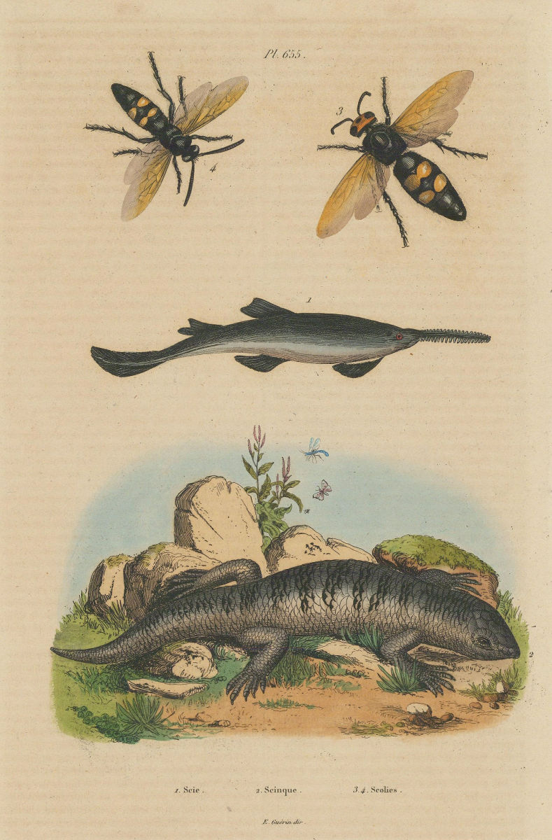 Scie (saw) Sawfish. Scinque (Skink). Megascolia maculata (Mammoth Wasp) 1833