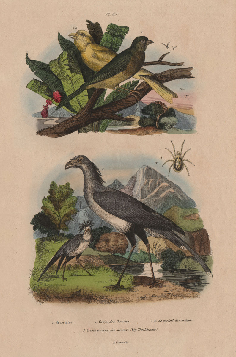 Secretary Bird. Serin Canaries (Atlantic Canary). Dermanyssus gallinae 1833