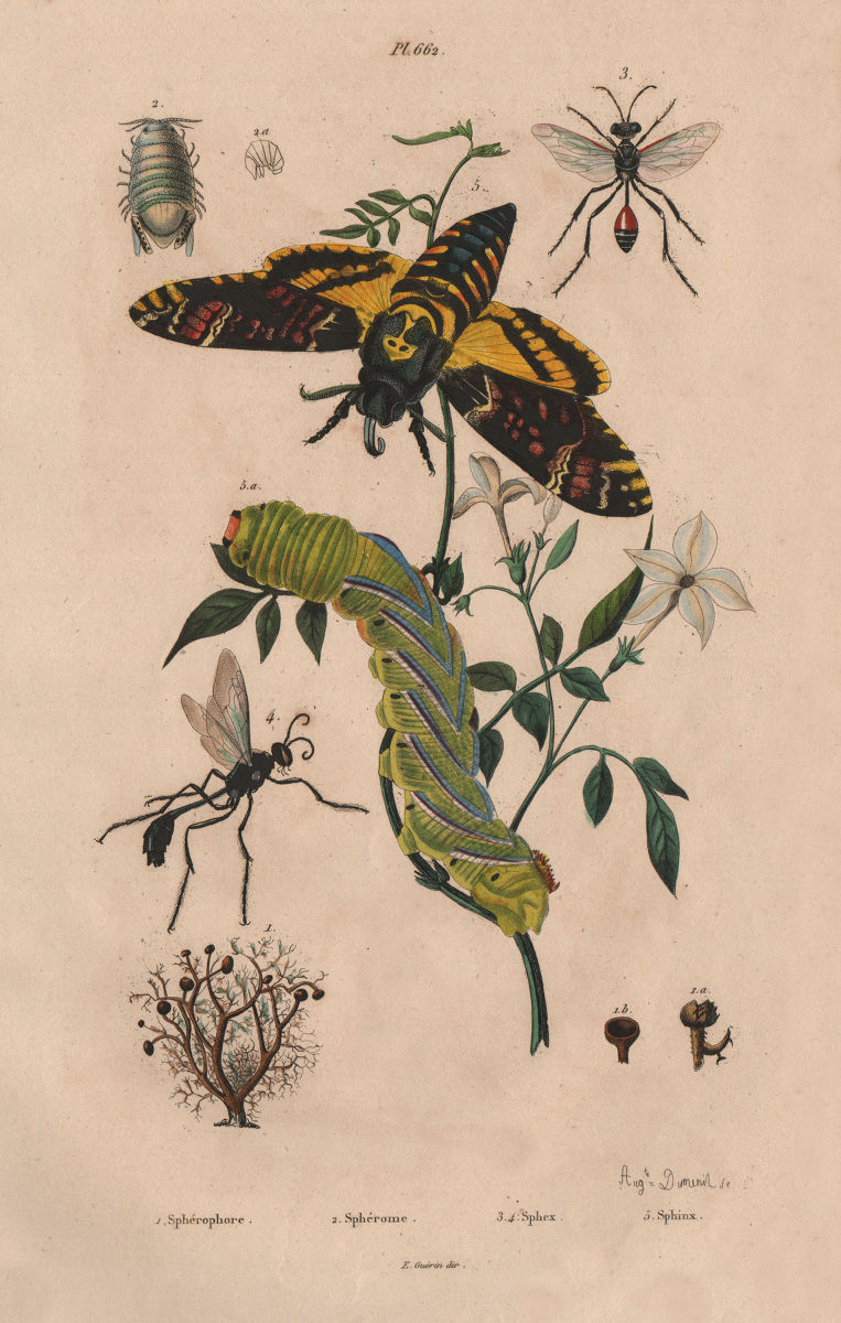 Sphérome. Sphex (digger wasp). Sphingidae (hawk/sphinx moth). Caterpillar 1833