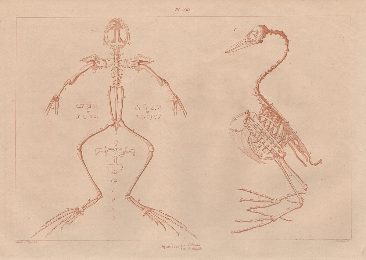 ANATOMY. Squelette Oiseau & Reptile. Bird & reptile skeletons 1833 old print