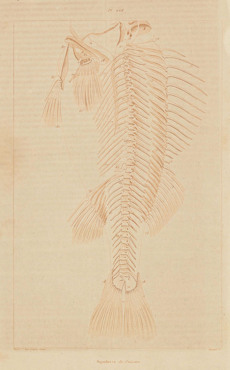 FISH SKELETON. Squelette de Poisson (Skeleton Fish) 1833 old antique print