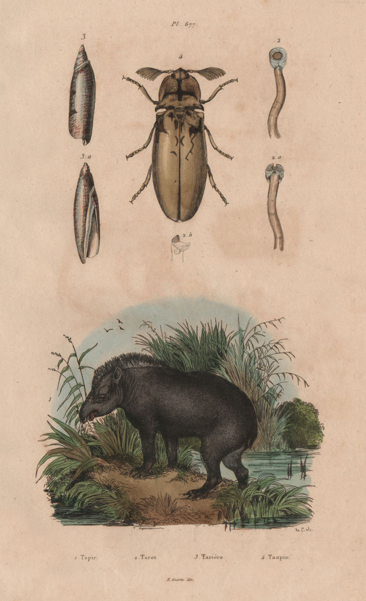 Tapir. Taret. Tarière (auger). Taupin (Agriotes lineatus) 1833 old print