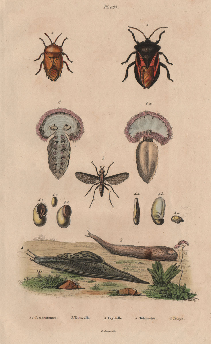 Tessaratomidae. Testacella Cryptella slugs. Tetanocera. Tethys fimbria 1833