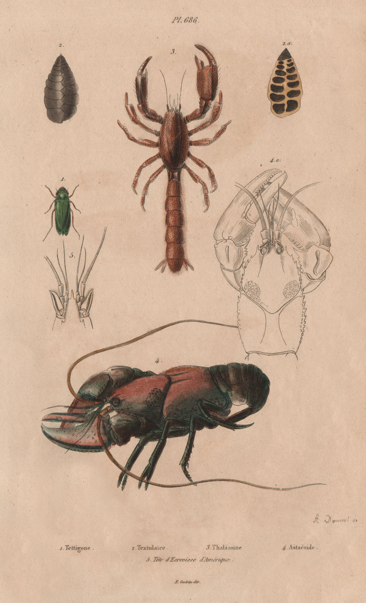 Tettigoniidae/katydid.Textularia.Thalassina/Mud lobster.Astacoide/crayfish 1833
