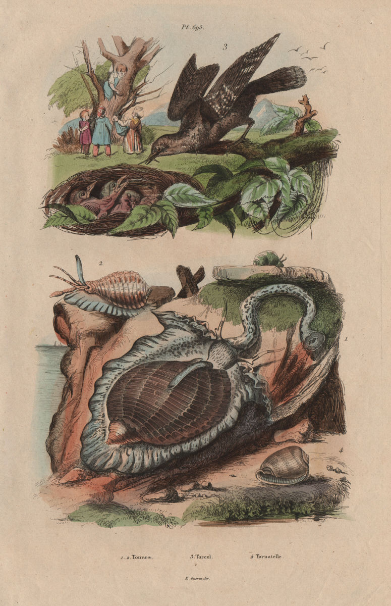 Tonna galea (Giant Tun Snail). Torcol (Wryneck). Tornatelle 1833 old print