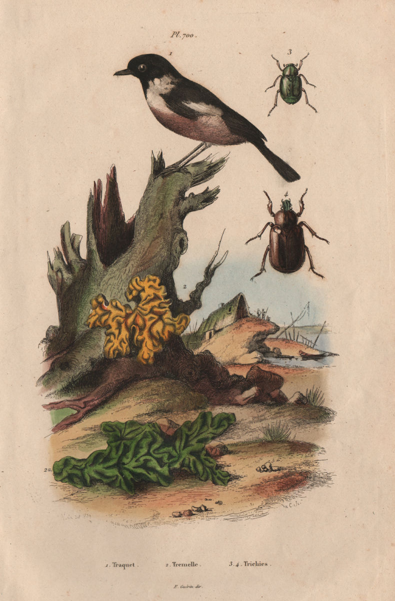 Traquet (Wheatear). Tremella fungi. Trichies 1833 old antique print picture