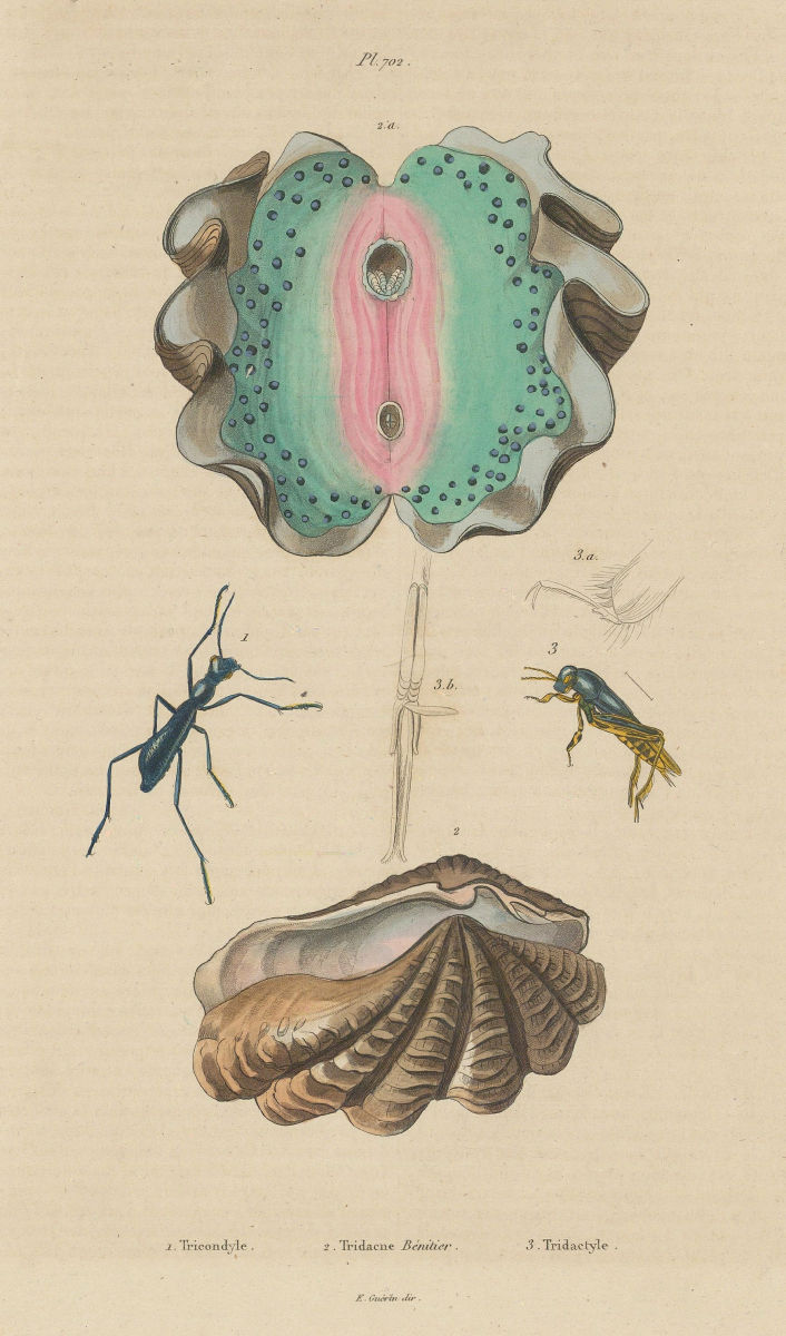 Tricondyle. Tridacne Bénitier (Giant Clam). Tridactyle 1833 old antique print