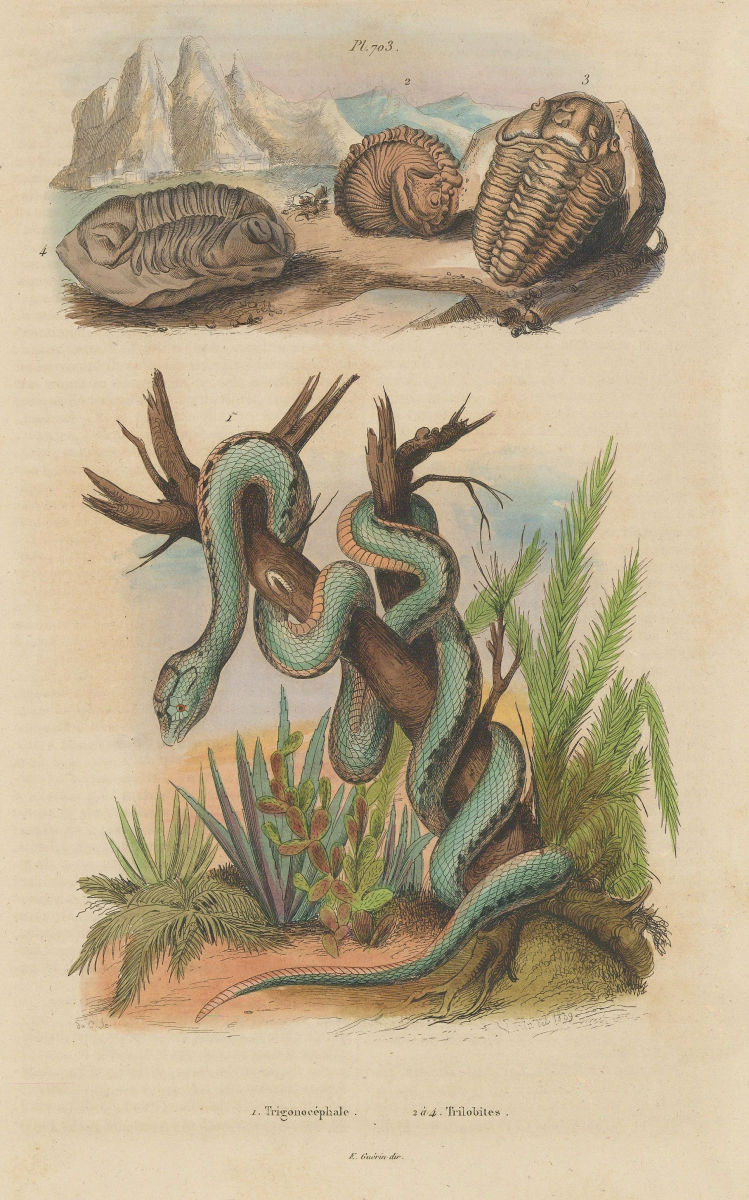 Trimeresurus trigonocephalus (Sri Lankan green pit viper). Trilobites 1833