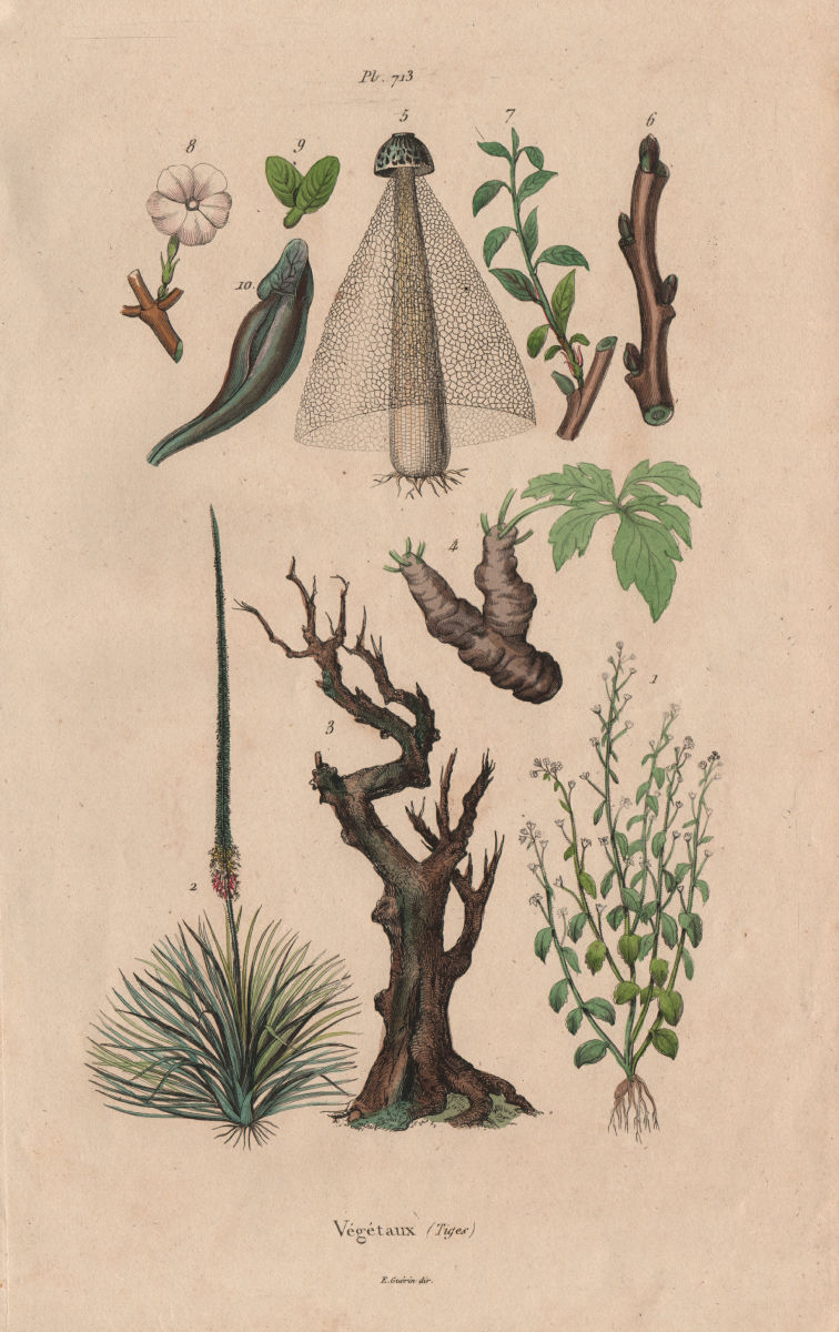 STEMS OF PLANTS. Végétaux (Tiges) 1833 old antique vintage print picture