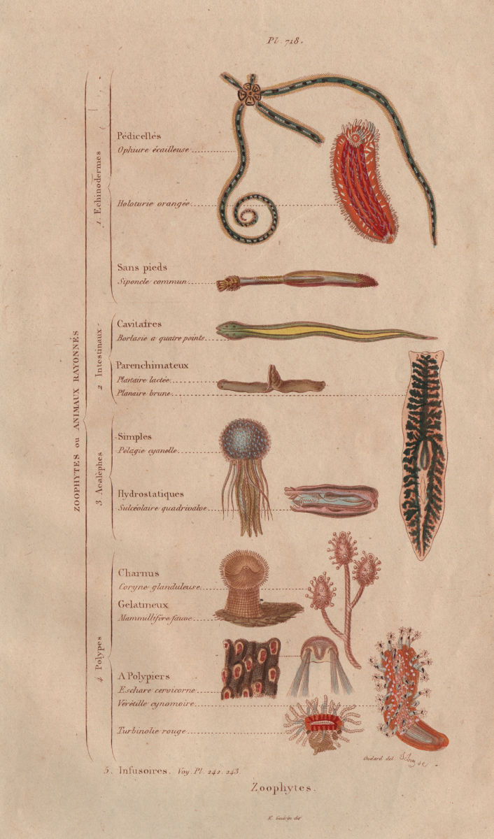 ZOOPHYTES. Classification. Orders. Animals 1833 old antique print picture