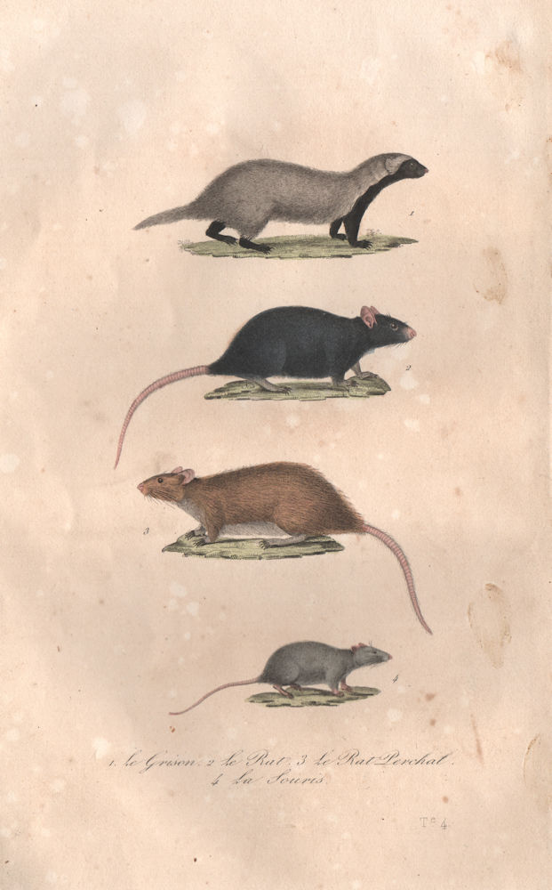 MAMMALS. Grison (Greater Grison); Rat; Rat Perchal; Souris (Mouse). BUFFON 1837
